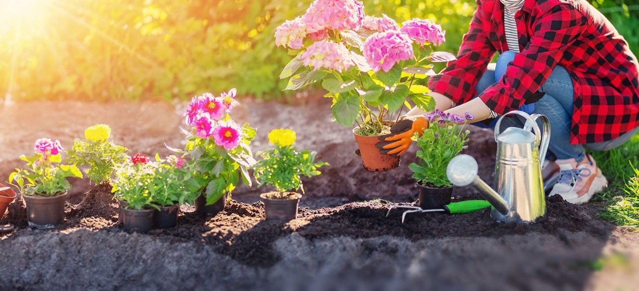 Gardner with watering can planting colorful flowers