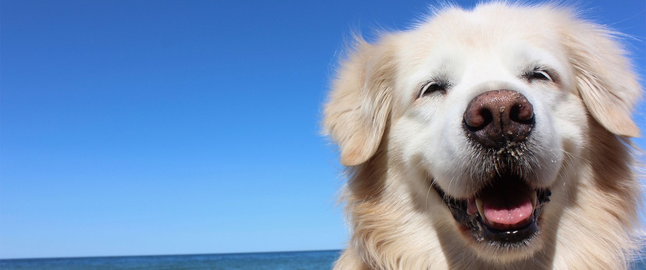 Smiling golden retriever on the beach